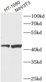 LIPA Antibody