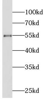 LIPH Antibody