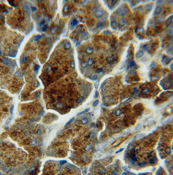 LIPH Rabbit Polyclonal Antibody