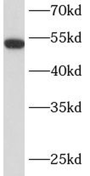 LMAN1 Antibody