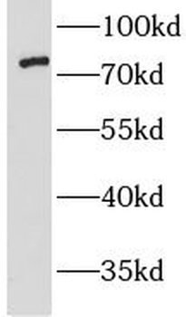 LMF2 Antibody