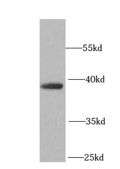 LRPAP1 Antibody