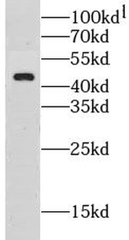 LRRC52 Antibody