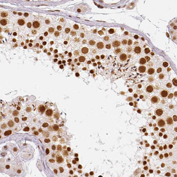 LSG1 Rabbit Polyclonal Antibody