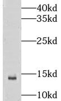 LSM10 Antibody