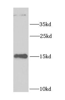 LSM4 Antibody