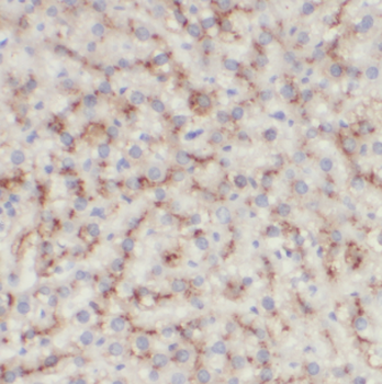 LSS Rabbit Polyclonal Antibody