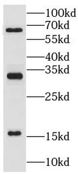 LY6G5C Rabbit Polyclonal Antibody