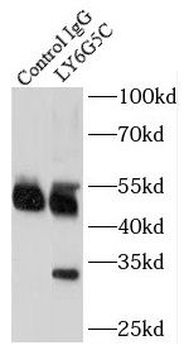 LY6G5C Rabbit Polyclonal Antibody