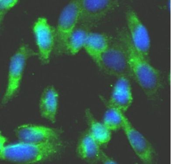 LY96 Rabbit Polyclonal Antibody