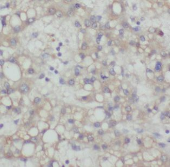 MAD2L1 Rabbit Polyclonal Antibody