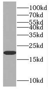 MAFF Antibody
