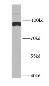 MAGED1 Antibody