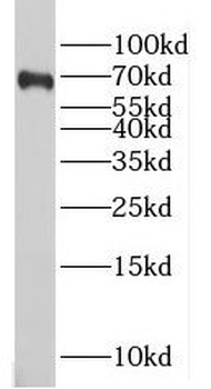 MAGED2 Antibody