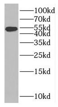 MAGED4 Antibody