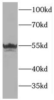 MANEA Antibody