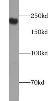 MAP4 Antibody