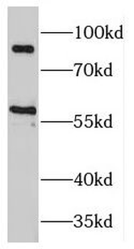 MAP4K2 Antibody