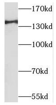MAP4K4 Antibody