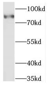 MARK2 Antibody