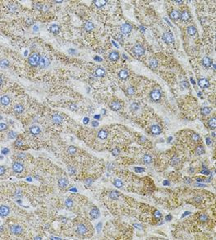 MARVELD2 Rabbit Polyclonal Antibody