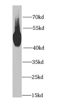 MAT1A Antibody