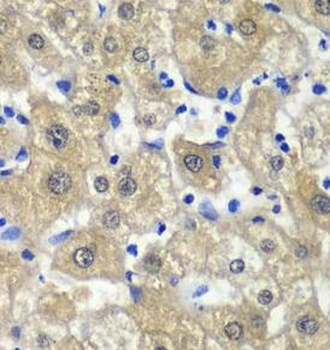 MAT1A Rabbit Polyclonal Antibody