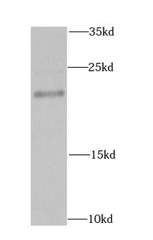 MAX Rabbit Polyclonal Antibody