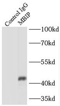 MBIP Rabbit Polyclonal Antibody