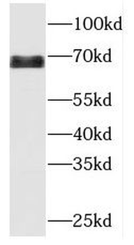 MBTD1 Antibody