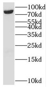 MCM7 Antibody