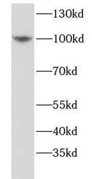 MCTP2 Antibody
