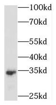 MEA1 Antibody