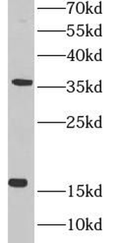 MED10 Antibody