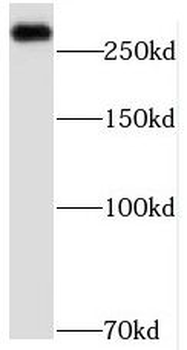 MED12L Antibody