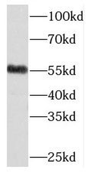 MEIS2 Antibody