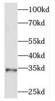 MEST Antibody