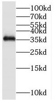 MFAP4 Antibody