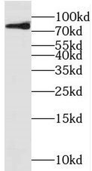 MELTF Antibody