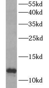 MIF Antibody