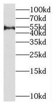 MIPOL1 Rabbit Polyclonal Antibody