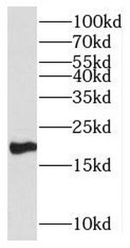 MIXL1 Antibody