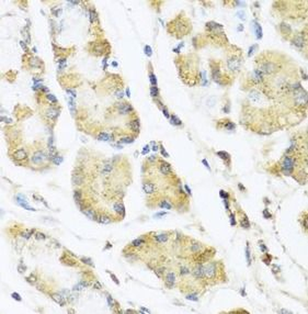 MLN Rabbit Polyclonal Antibody