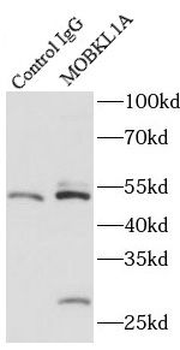 MOB1A Rabbit Polyclonal Antibody