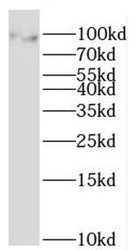 MOCOS Antibody