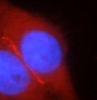 MPRIP Rabbit Polyclonal Antibody