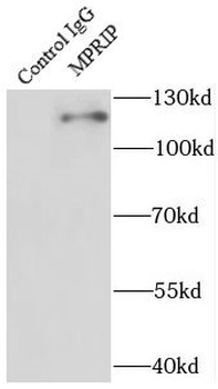 MPRIP Rabbit Polyclonal Antibody