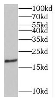 MPV17 Antibody