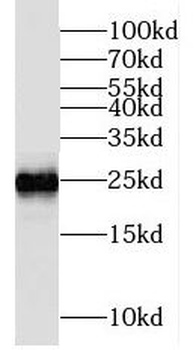 MRAS Antibody
