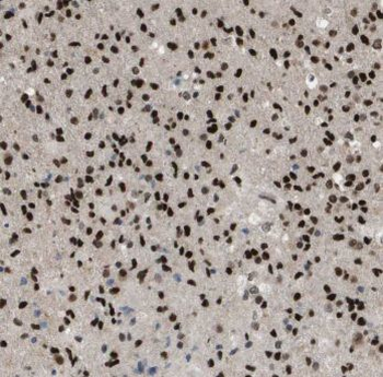 MRFAP1 Rabbit Polyclonal Antibody
